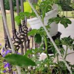 Gradinarit de balcon